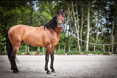 Prestige Horse Accompagnement à Ambronay