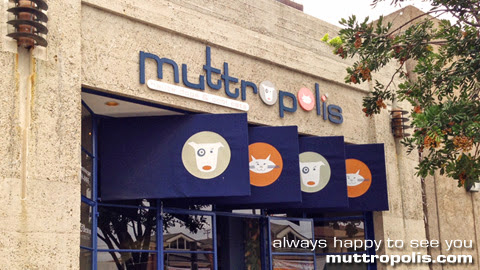 Muttropolis La Jolla, 7755 Girard Ave, La Jolla, CA 92037, USA, 