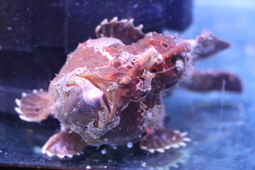 Pet Store «Corals and Fins», reviews and photos, 5011 W Hillsborough Ave, Tampa, FL 33634, USA