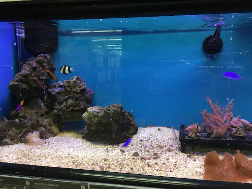 Pet Supply Store «Petco Animal Supplies», reviews and photos, 304 Western Ave, Brighton, MA 02135, USA