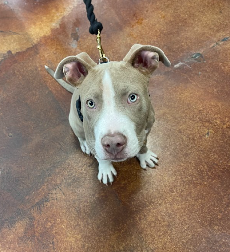 Pet Store «Choice Pet Market», reviews and photos, 2915 W Ray Rd, Chandler, AZ 85224, USA