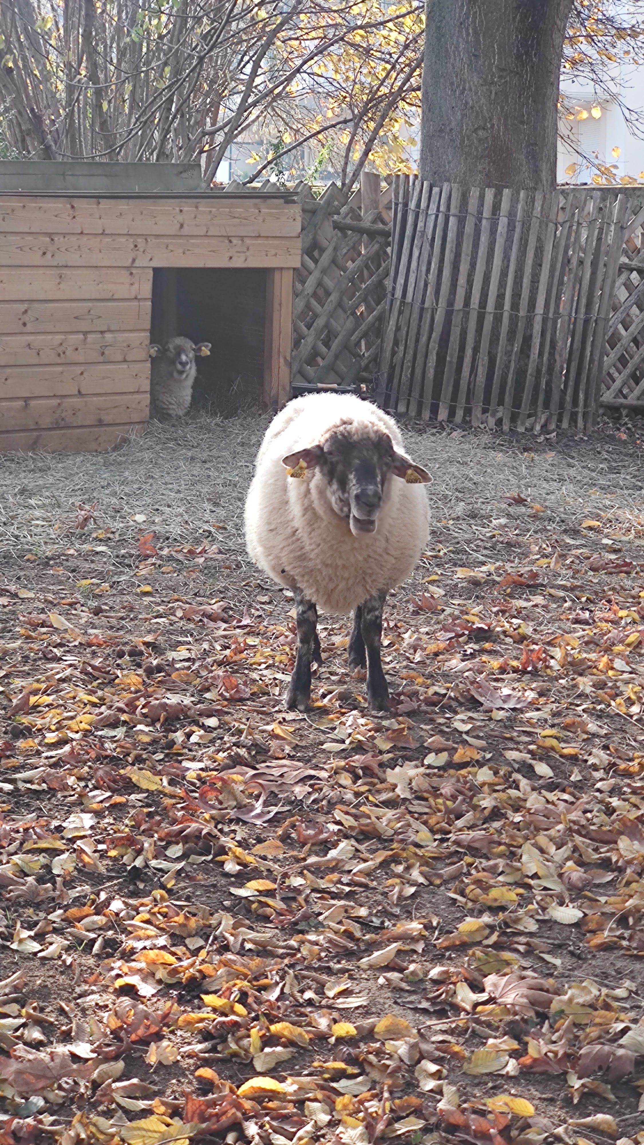 Photo n° 4 de l'avis de Romulus.o fait le 21/11/2022 à 12:52
