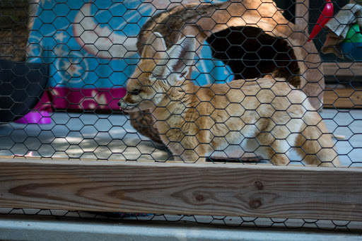 Zoo «Wildlife Wonders», reviews and photos, 2754 Paradise Valley Rd, Cleveland, GA 30528, USA