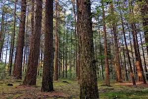 Goois Natuurreservaat De Zuid - Hengstenberg image