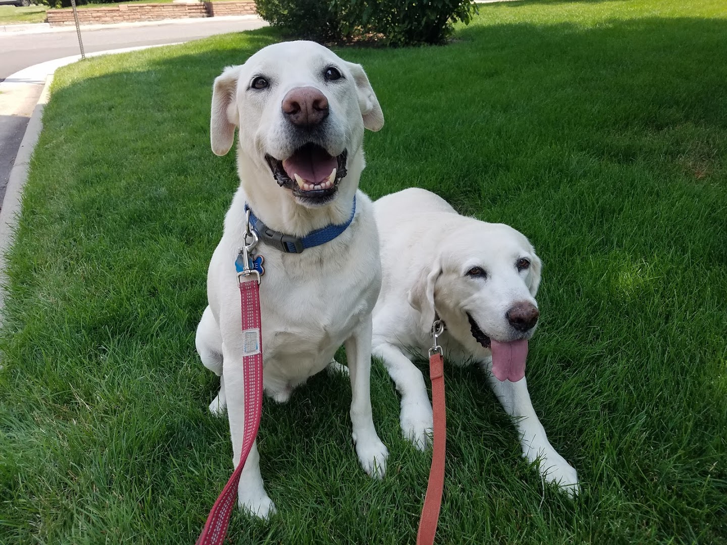 Denver Dog Walking and Pet Care