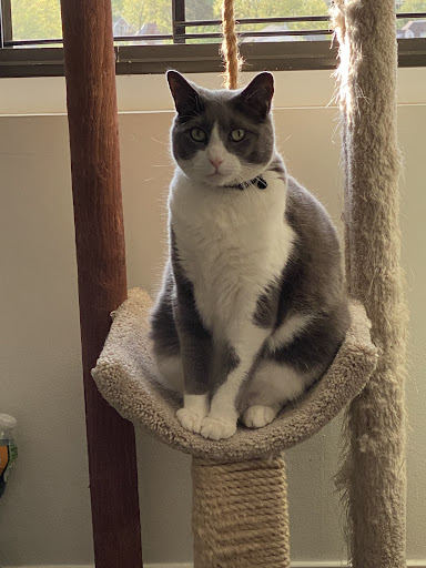 Pet Supply Store «PetSmart», reviews and photos, 2391 NJ-66, Ocean Township, NJ 07712, USA