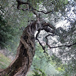 Photo n°2 de l'avis de Kat.r fait le 05/07/2022 à 15:20 sur le  Ristorante Pensione L'Oliveto à Cineto Romano