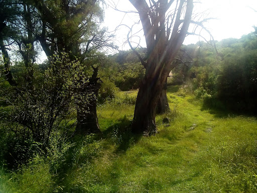 Arrollo del sabino Apaseo el Alto