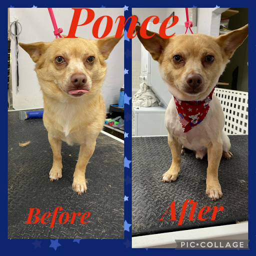 Pet Store «DipidyDawg Gourmet Dog Bakery & Boutique», reviews and photos, 21301 S Tamiami Trail Suite 430, Estero, FL 33928, USA