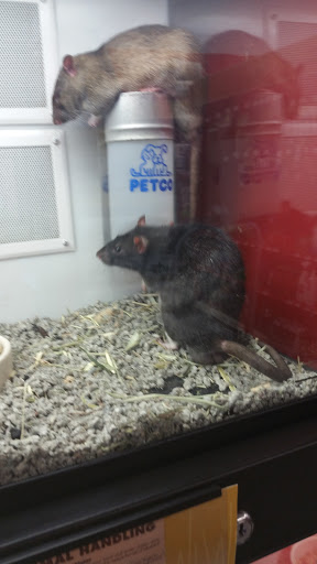 Pet Supply Store «Petco Animal Supplies», reviews and photos, 6672 Lonetree Blvd, Rocklin, CA 95765, USA