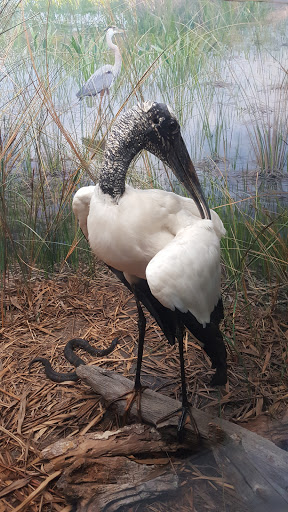 Natural History Museum «Yale Peabody Museum of Natural History», reviews and photos, 170 Whitney Ave, New Haven, CT 06511, USA
