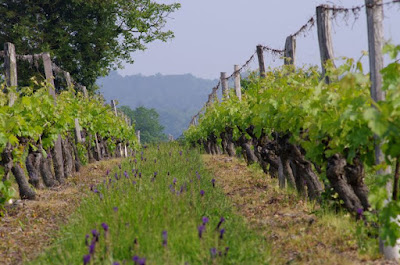Domaine des Mailloches à Restigné