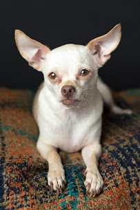 Pet Charm Photography - Photo 8 - Car repair in , Riverside