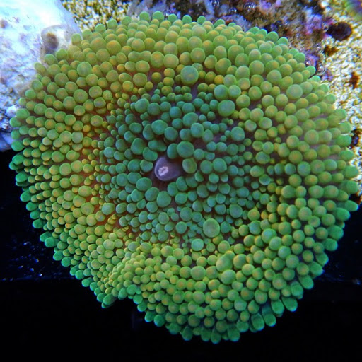 Tropical Fish Store «Topside Reef», reviews and photos, 4911 14th St W #103, Bradenton, FL 34207, USA