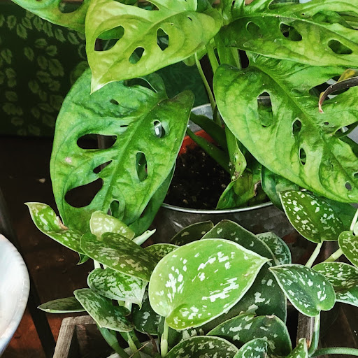 Florist «Sherwood Florist & Gift Shoppe», reviews and photos, 10239 Fair Oaks Blvd #A, Fair Oaks, CA 95628, USA