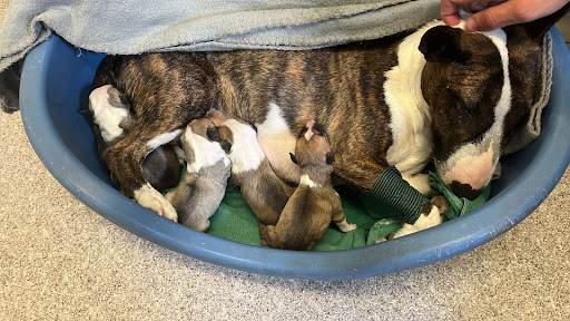 Tierarztpraxis Dr. med. vet. Andreas Fürstenberg unter Kremmen, Brandenburg