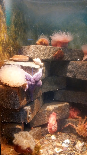 Aquarium «Maine State Aquarium», reviews and photos, 194 McKown Point Rd, West Boothbay Harbor, ME 04575, USA