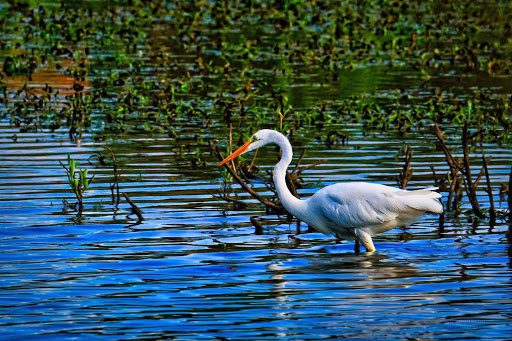 Nature Preserve «Beaverton Creek Wetlands Natural Area», reviews and photos, SW 153rd Dr, Beaverton, OR 97006, USA