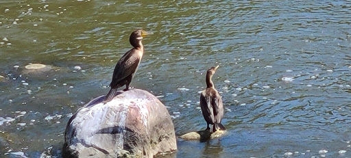 Park «Chicago Park District River Park», reviews and photos, 5100 N Francisco Ave, Chicago, IL 60625, USA