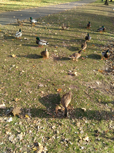 Park «Akin Riverside Park», reviews and photos, 1721 River Ave, Anoka, MN 55303, USA