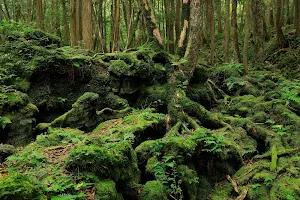 Aokigahara Forest image