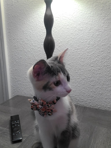 Animal Control Service «Animal Control», reviews and photos