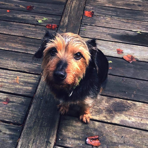 Pet Supply Store «PetSmart», reviews and photos, 2641 Lawndale Dr, Greensboro, NC 27408, USA