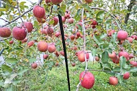 マルホウ 松尾農園直売所