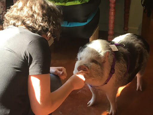 Pet Supply Store «Green Dog Pet Supply», reviews and photos, 4327 NE Fremont St, Portland, OR 97213, USA