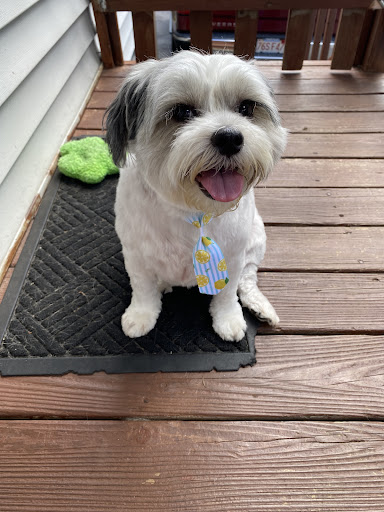 Pet Supply Store «Pet Supplies Plus», reviews and photos, 700 Boston Rd Suite 12b, Billerica, MA 01821, USA