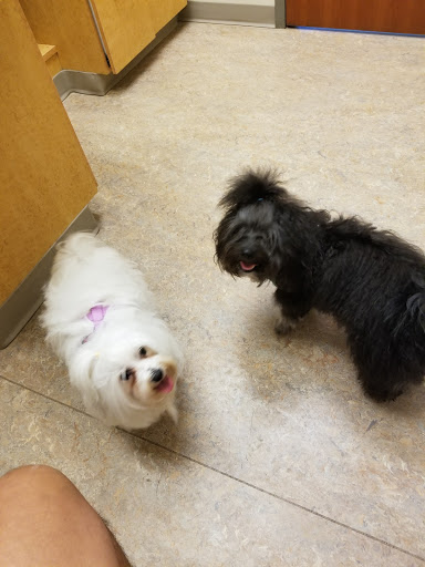 Adobe Animal Hospital image