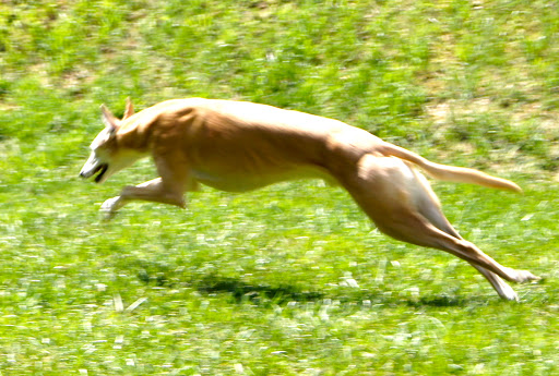 Pet Boarding Service «About Pets Center», reviews and photos, 1604 Conehurst Blvd, Salem, VA 24153, USA