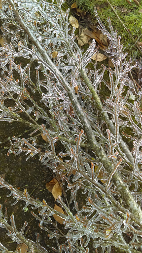 Park «Willamalane Park», reviews and photos, 1276 G St, Springfield, OR 97477, USA