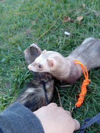 Kiba kare - Photo 2 - Car repair in Wilmington, NC, Wilmington