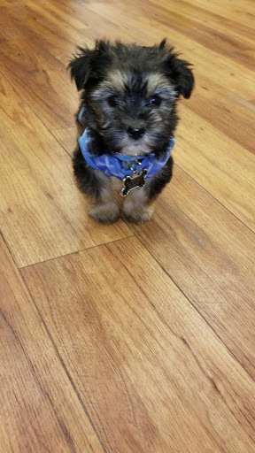 Pet Supply Store «Pet Supermarket, Inc.», reviews and photos, 3911 Lemmon Ave, Dallas, TX 75219, USA