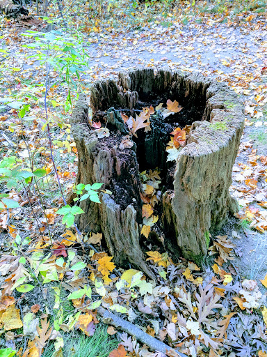 Park «Quaking Bog», reviews and photos, Theodore Wirth Pkwy, Minneapolis, MN 55411, USA