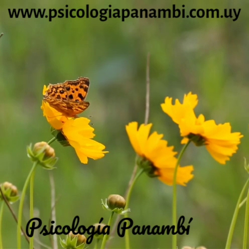 psicologiapanambi.com.uy