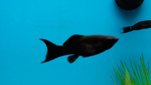 Pet Supply Store «Petco Animal Supplies», reviews and photos, 1951 N Military Trl c, West Palm Beach, FL 33409, USA