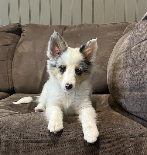 Pet Store «Animal Kingdom», reviews and photos, 4500 N Oracle Rd #254, Tucson, AZ 85705, USA