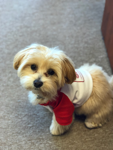 Auto Insurance Agency «Michael Chaumont - State Farm Insurance Agent», reviews and photos