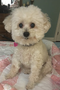 Martha A. Kelly Pet Sitting & Animal Care - Photo 9 - Car repair in Old Lyme, CT, Norwich