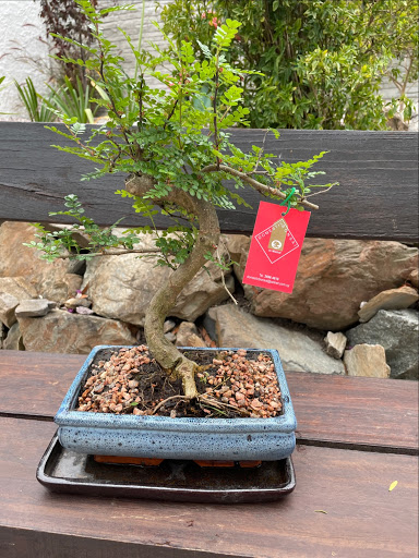 Domestic Bonsai