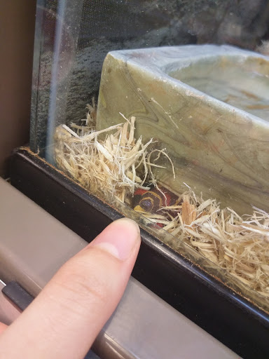 Pet Supply Store «Petco Animal Supplies», reviews and photos, 313 Homer M Adams Pkwy, Alton, IL 62002, USA