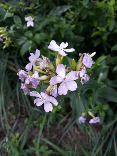 Golf Course «Riverside Disc Golf Course», reviews and photos, 7926 Riverside Rd E, Sumner, WA 98390, USA