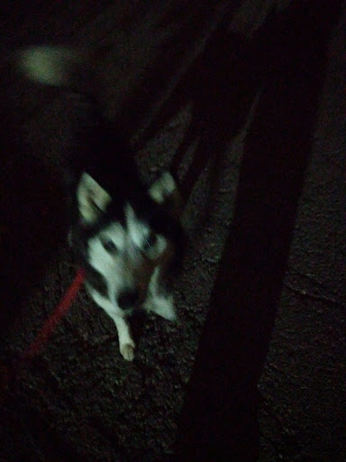 Animal Shelter «KC Pet Project - Main Adoption Center», reviews and photos