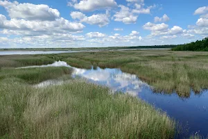 Birdwatching Tower of Riekstusala image