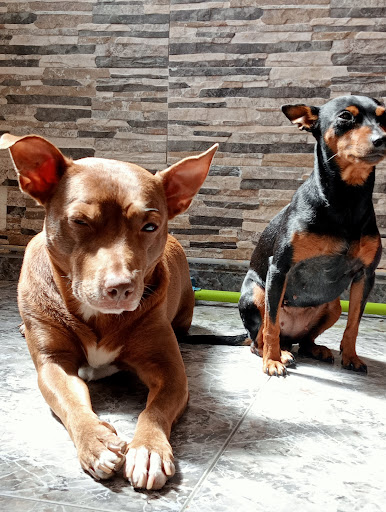 Centro Veterinario Pardela en La Garita