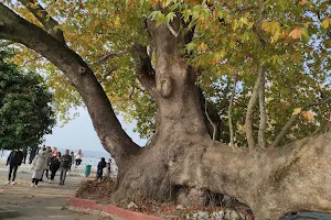 Ağlayan Çınar image