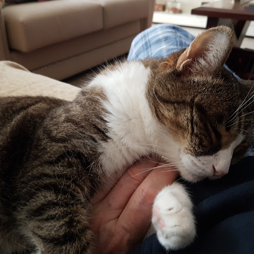 Ginzo de Limia Clínica Veterinaria en Madrid