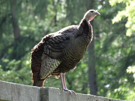 Historical Place «Castle Hill», reviews and photos, 290 Argilla Rd, Ipswich, MA 01938, USA